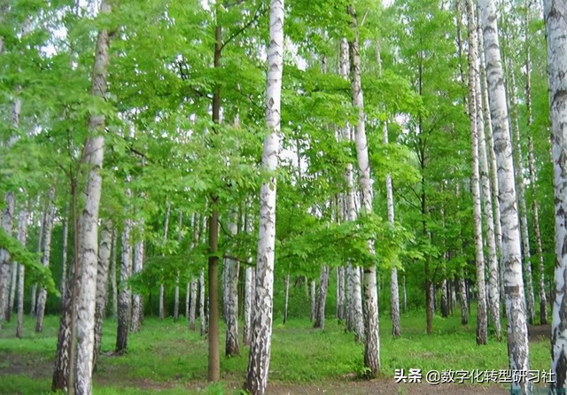 十年樹木百年樹人是什么意思 樹高千尺落葉歸根下一句是什么