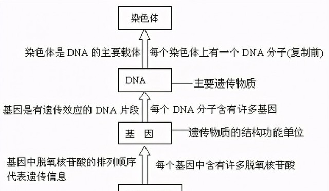 DNA的双螺旋结构是什么样子的 高中生物重点知识梳理大全