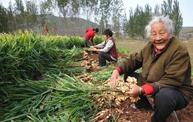 中国农业发展五大趋势（中国农业发展前景）