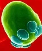酵母菌的生殖方式（微生物大讲堂酵母）