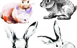 关于兔的四字成语 30个兔字成语大全