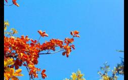 有关秋天的词语 这30个关于秋的成语原来都出自诗词