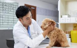 动物医学就业前景怎么样 动物医学未来就业如何动物医学